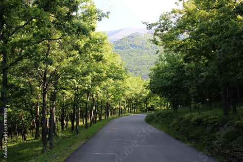 Forest in the Moncayo Natural Park, mountain of the Iberian system in Zaragoza