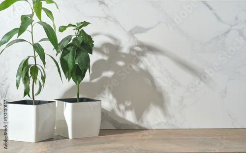 Green plants in a pot on the background of a marble wall. Empty space