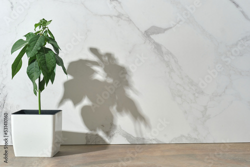 A green plant in a pot on the background of a marble wall. Empty space