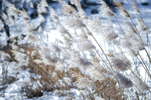 Thickets of reeds with sparkling fluffy panicles in the sunlight on the shore of a frozen lake on a frosty winter day. Background. Selective focus