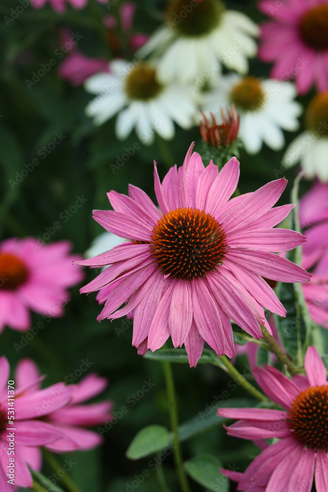 Purple Echinacea in the center in focus, white echinacea in the background in out of focus Purple Echinacea in the center in focus, white echinacea in the background in out of focus
