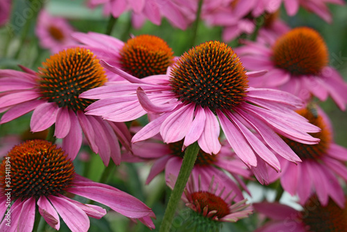 Large showy heads of composite flowers of Echinacea purpurea with the spiny center of the head.