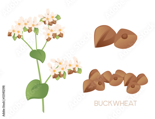 Buckwheat agriculture plant with blossom flowers and green stem cereal crop vector illustration isolated on white background