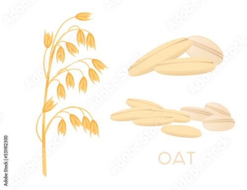 Oat agriculture plant with ears grain vector illustration isolated on white background