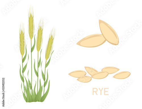 Rye agriculture plant with ears grain vector illustration isolated on white background
