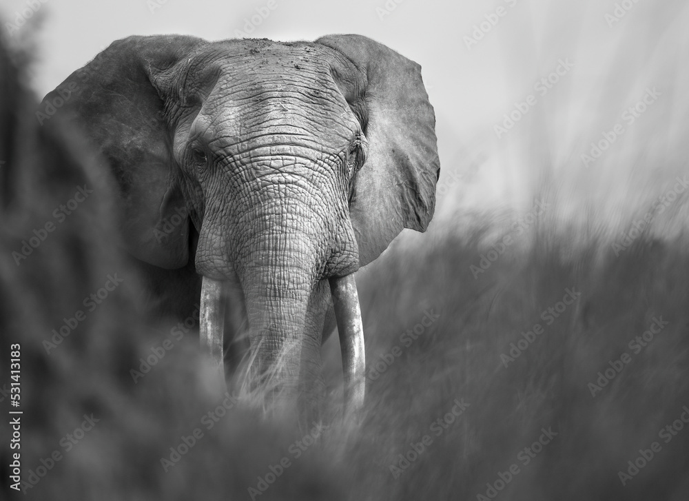 African Forest Elephant (Loxodonta cyclotis) in Congo, Central Africa, powerful portrait of an endangered species.