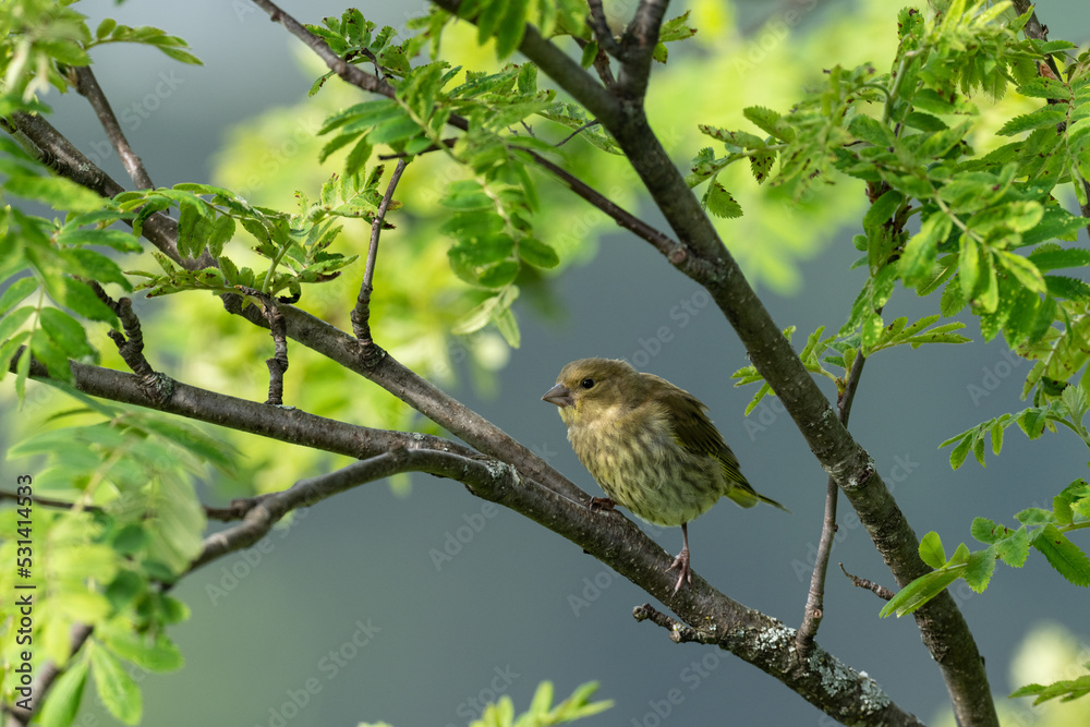 Fototapeta premium Eurasian Greenfinch (Kloris kloris)