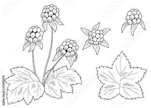 Cloudberry berry graphic black white isolated sketch illustration vector