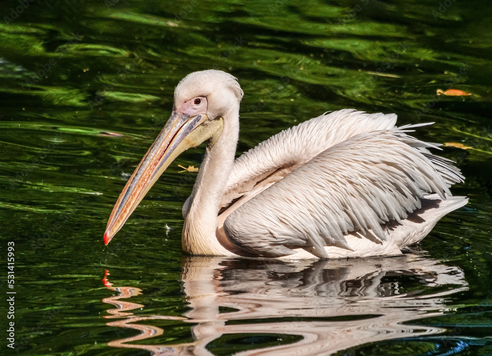 Great white pelican swimming in the lake.Great white pelican (Pelecanus onocrotalus) known as the eastern white pelican, rosy pelican. Great pink bird with huge yellow bill. Dark green background. Great white pelican swimming in the lake.Great white pelican (Pelecanus onocrotalus) known as the eastern white pelican, rosy pelican. Great pink bird with huge yellow bill. Dark green background.