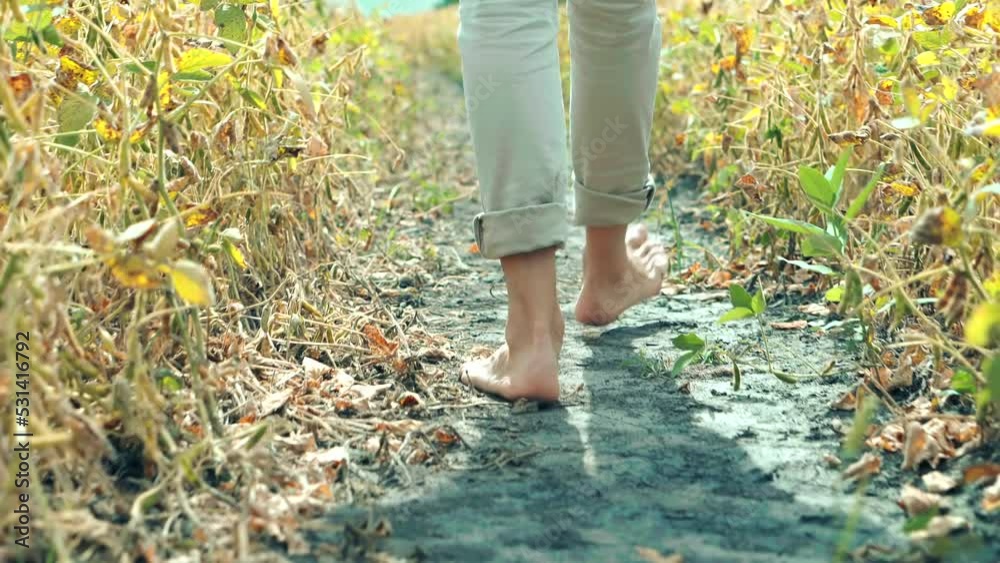 Feet Walk On Field. Bare Feet Soiled With Ground. Naked Legs Walking On Soil. Agriculture Farmer Feet Walks. Man Barefoot Walking On Ground. Recreation And Relaxation Step. Naked Legs Walking On Soil