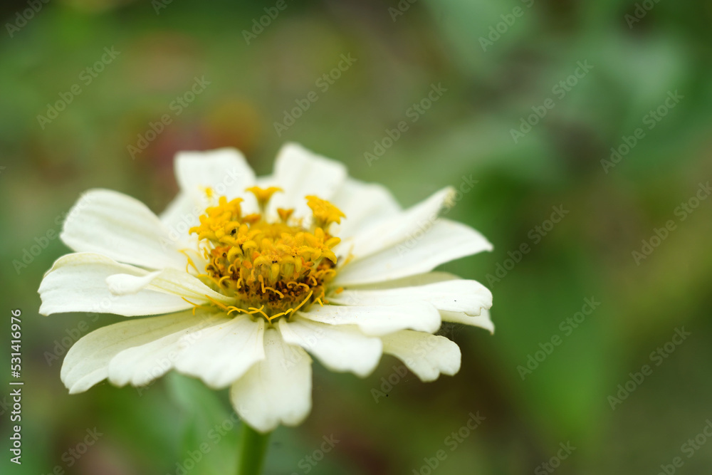 Obraz premium the white zinnia flower in the garden