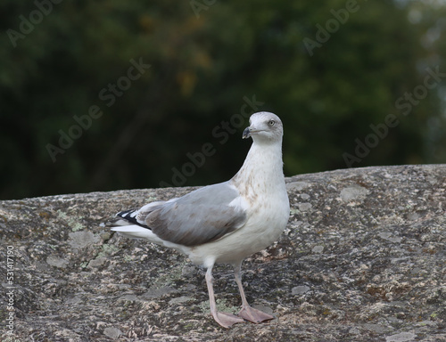 Photography Herring gull