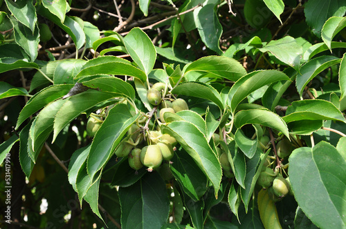 tree