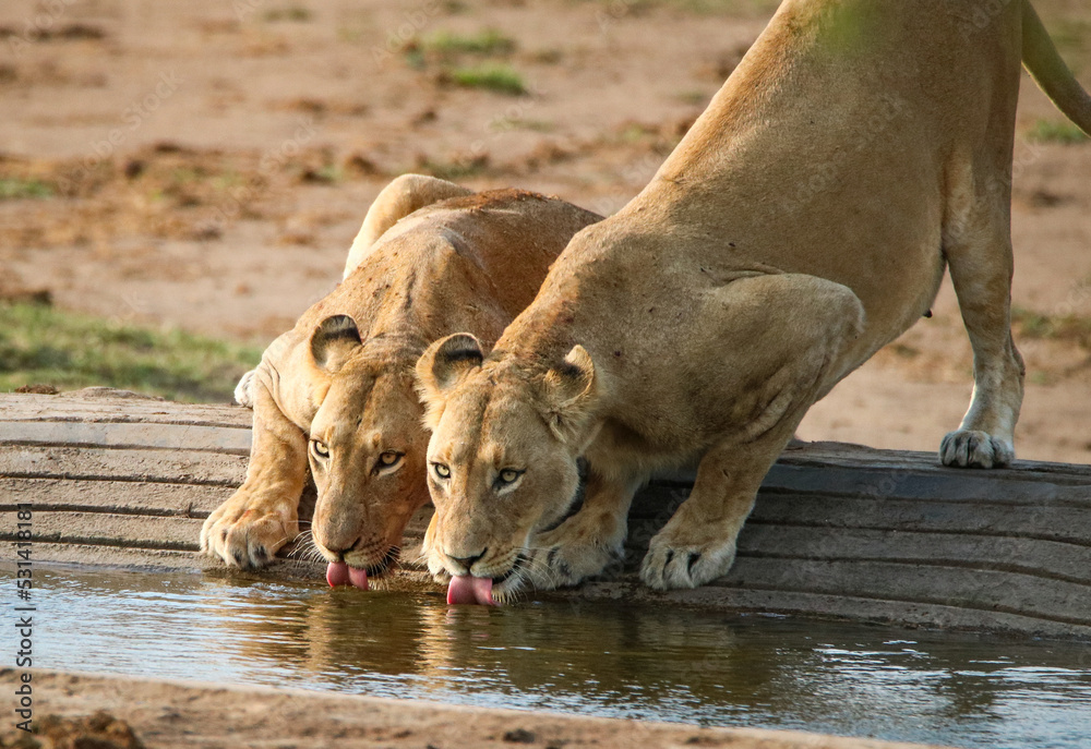 Obraz premium Lions drinking