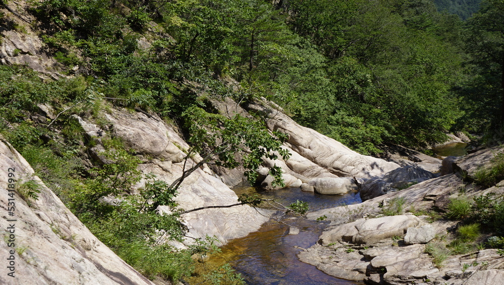trees growing along the valley
