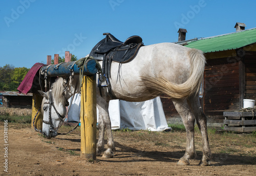A harnessed white horse stands tied to a log, along with other horses.