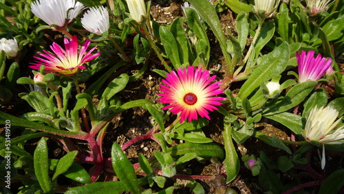 Dorotheanthus bellidiformis in the garden photo