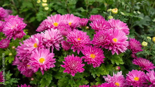 purple Hardy chrysanthemums