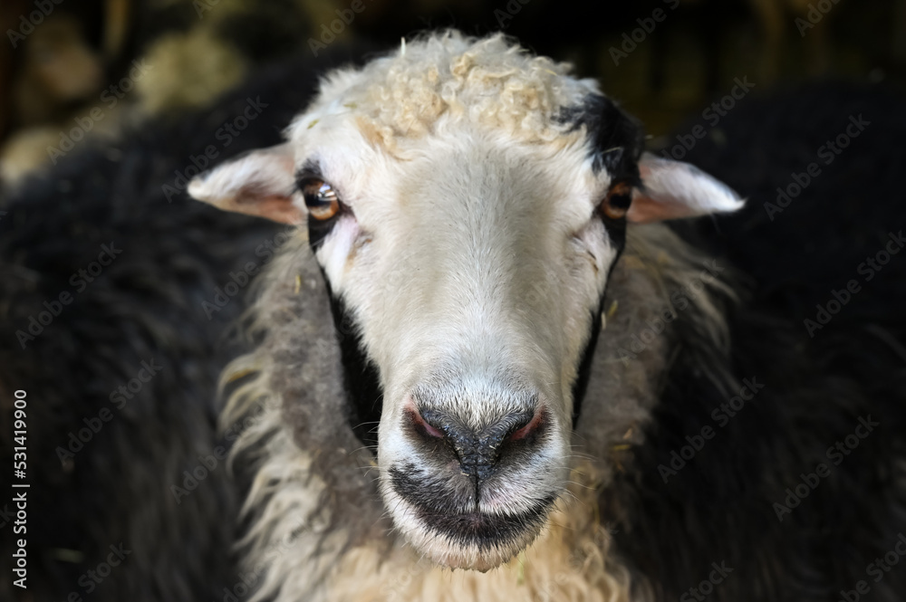 Sheep on the farm looking at the photographer Sheep on the farm looking at the photographer