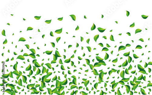Olive Greens Tea Vector White Background.