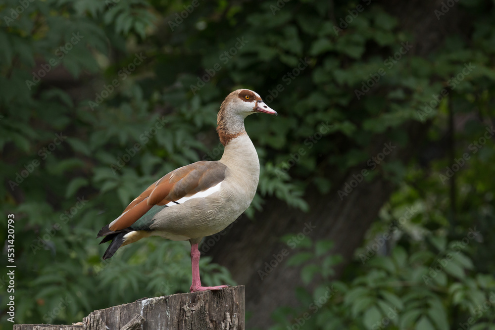 Nilgans Nilgans
