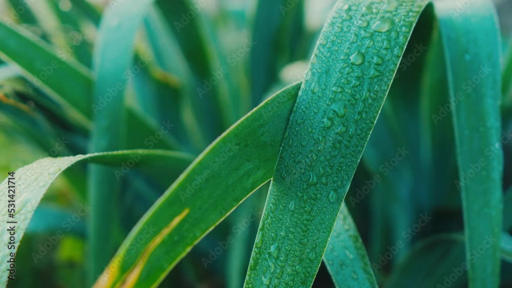 green grass with dew drops