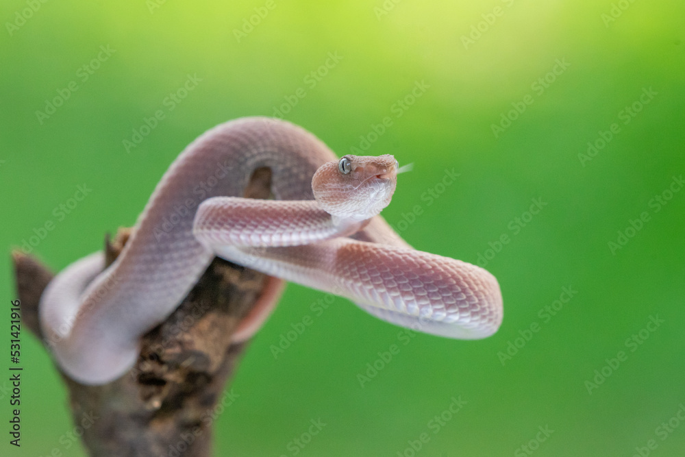 Fototapeta premium Female pink mangrove pit viper snake Trimeresurus purpureomaculatus on attacking position 