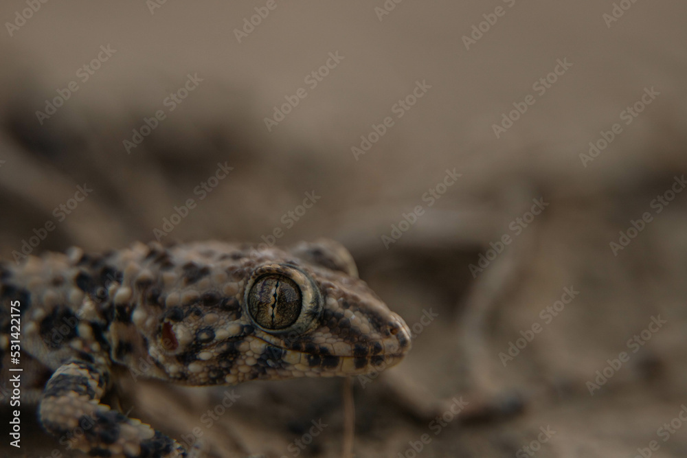 Naklejka premium lizard on a stone