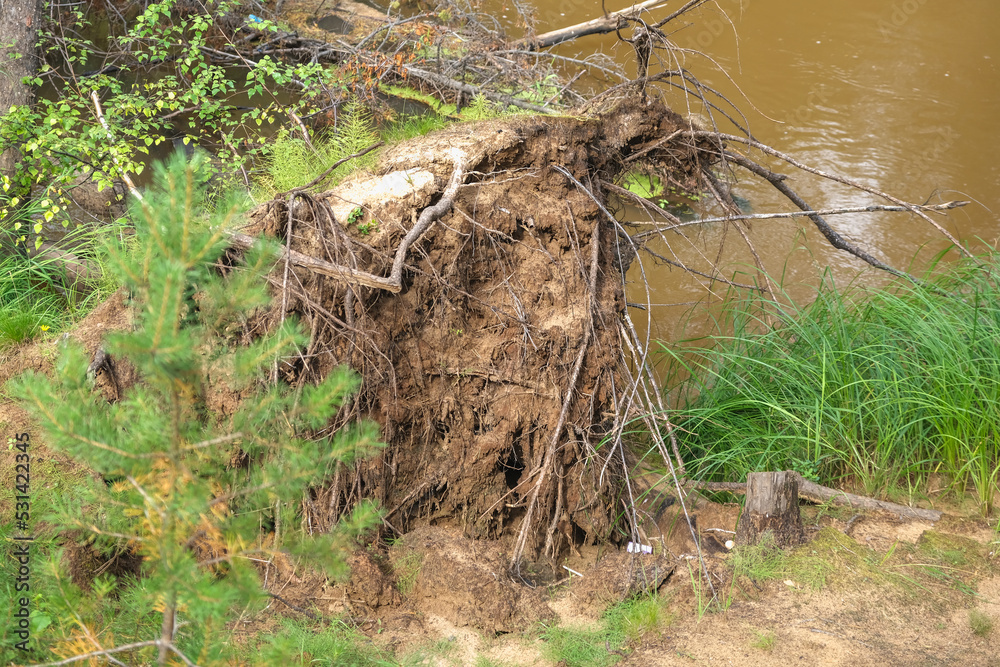 Fototapeta premium Fallen tree after hurricane in the forest. The tree was torn from the ground by a hurricane. The roots of a tree torn out by a hurricane.