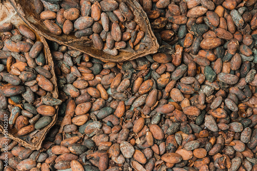 Fresh natural cocoa beans are laid out on the table