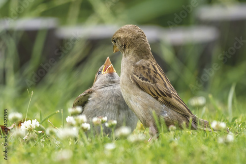 Spatzenmama bei der Fütterung