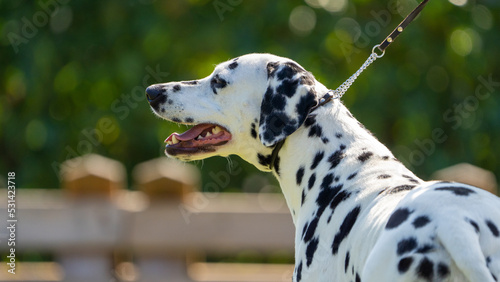 dalmation portrait of a dog