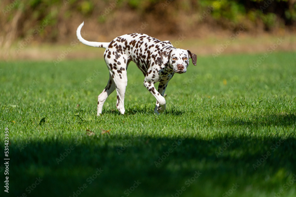 dalmation dog walking in the grass on a sunny day dalmation dog walking in the grass on a sunny day