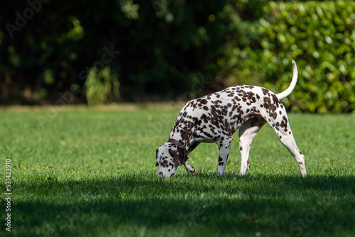 dalmation dog walking in the grass on a sunny day