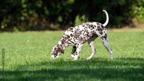 dalmation dog walking in the grass on a sunny day