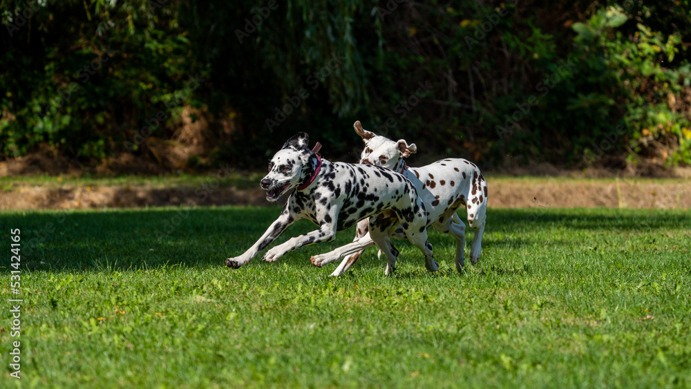 dalmation dogs playing and running in a field