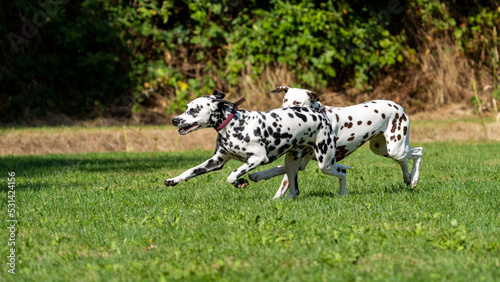 dalmation dogs playing and running in a field