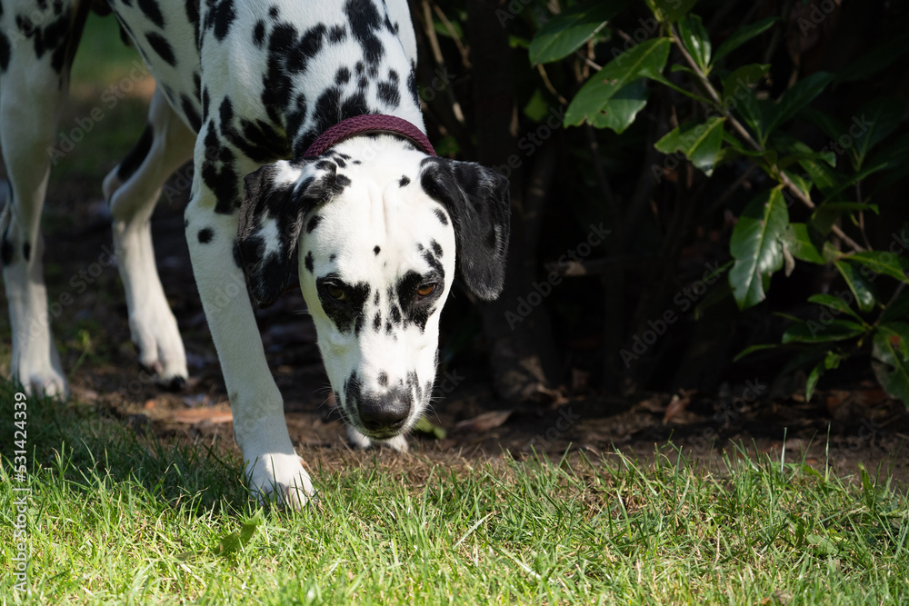 dalmation dog sniffing on the ground