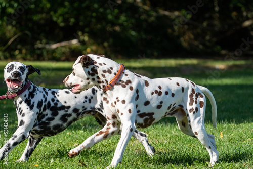 dalmation dogs playing and running in a field