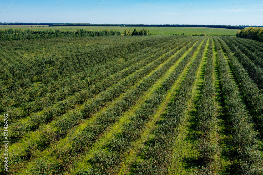Orchard, aerial view. Rows of fruit trees