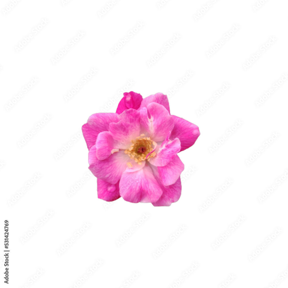 Fototapeta premium Rosa flowers