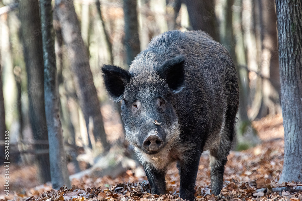 Wild boar on the background of the autumn forest. Wild boar on the background of the autumn forest.