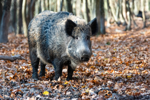 Wild boar on the background of the autumn forest.