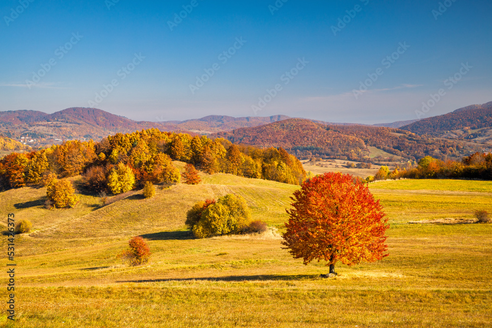 Fototapeta premium A tree with an orange crown in the foreground of an autumn landscape. The Stiavnica Mountains in southern central Slovakia, Europe.
