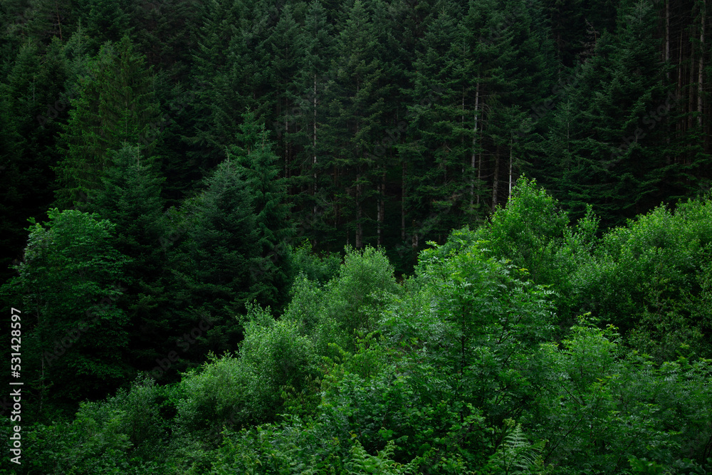 green forest background green forest background