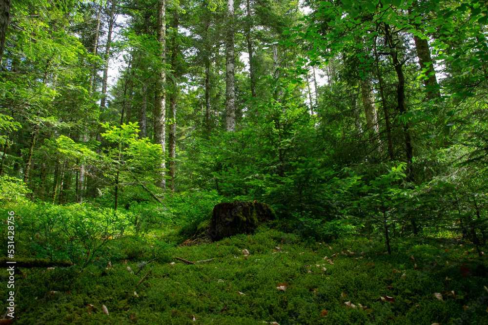 Obraz premium trees in the forest