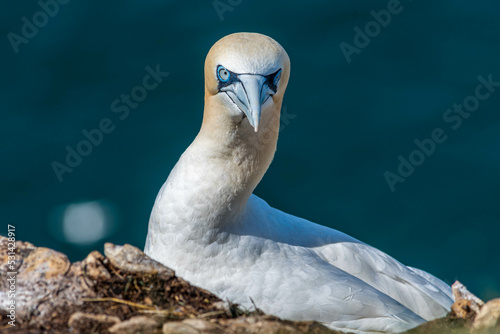 Nesting Gannets. Troup Head, Banff, Scotland photo