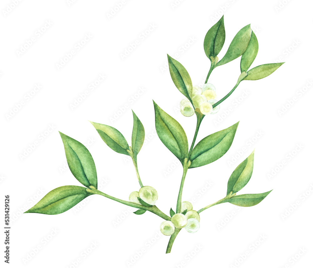 Single illustration decorative element. Wide young branch of mistletoe with berries, small sharp green leaves. Hand painted watercolor on paper. Colorful cartoon drawing isolated on white background.