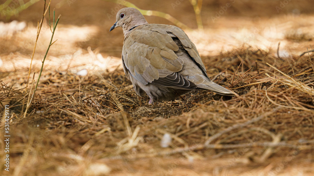 Obraz premium close up shot of pigeon on forest ground