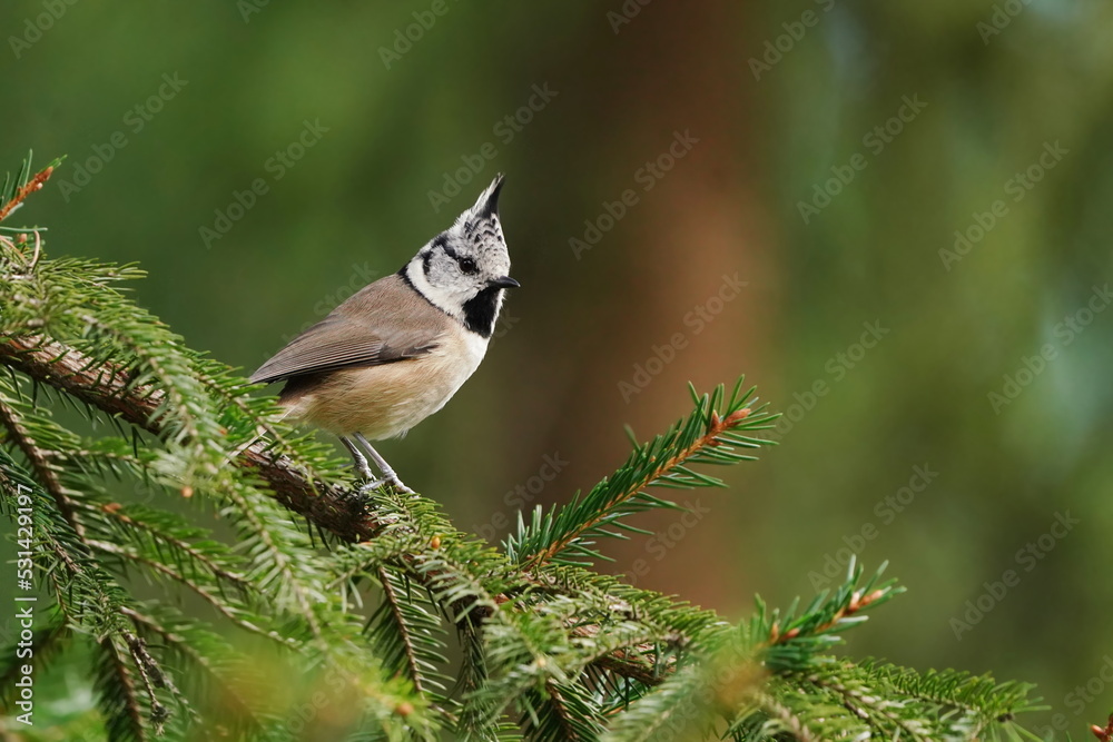 Obraz premium Beautiful portrait of a crested tit. Lophophanes cristatus. Titmouse with crest sitting on the spruce twig. Wildlife scene from european nature.